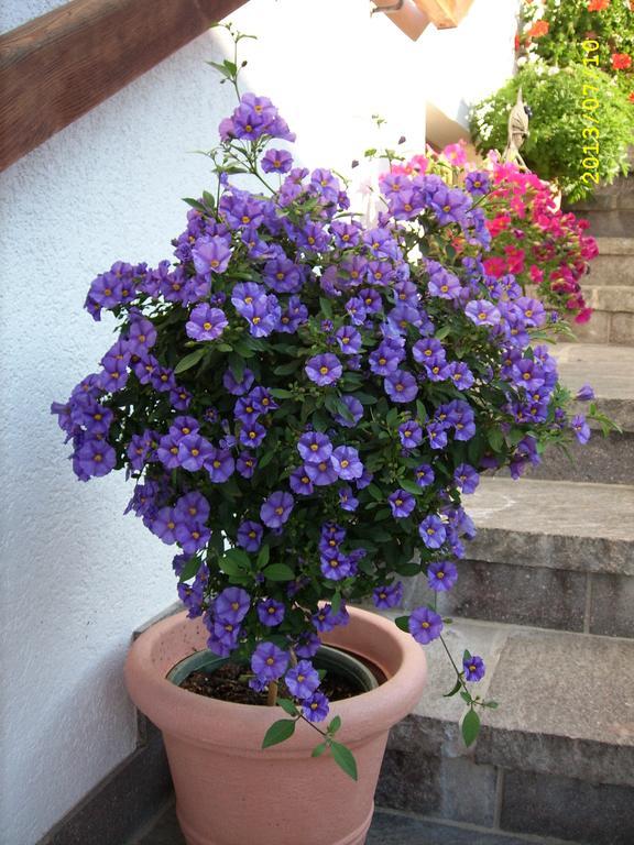 Haus Gmahblick Ferienwonungen Hotel Alpbach Buitenkant foto